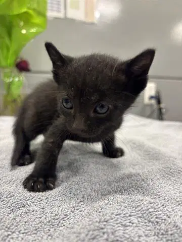 Timothy - Domestic Short Hair