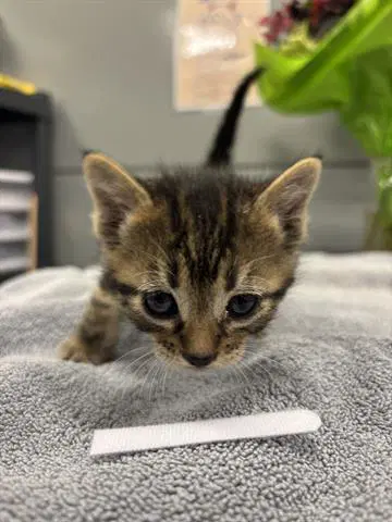 Gloria - Domestic Short Hair