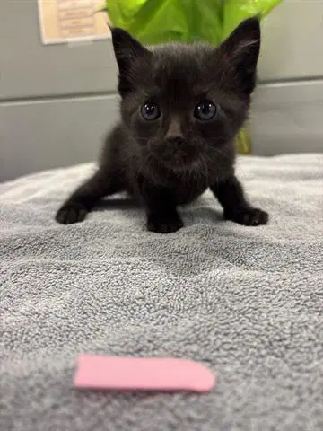 Jimmy - Domestic Short Hair