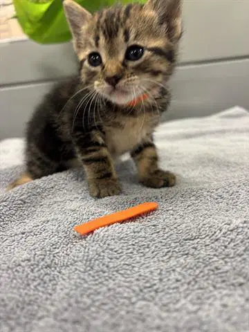 Dolly - Domestic Short Hair