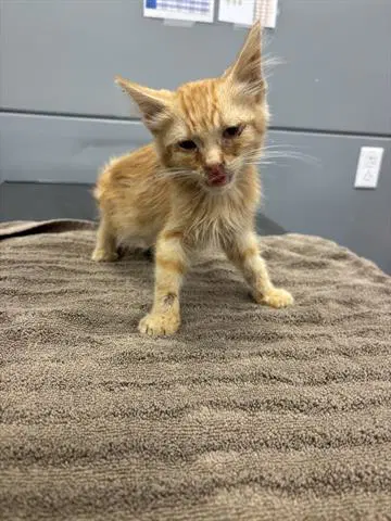 Tipsy - Domestic Short Hair