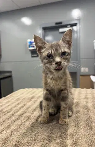 Gypsy - Domestic Short Hair