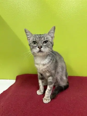 Gypsy - Domestic Short Hair