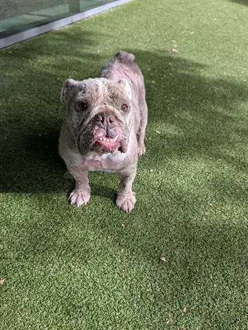 Chato - English Bulldog