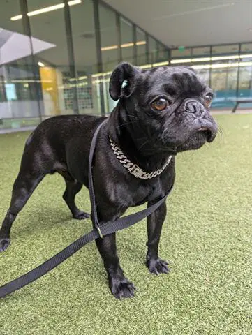 Martin - Pug