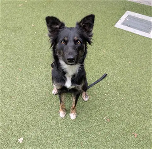 Max - Border Collie