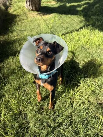 Brando - Chihuahua