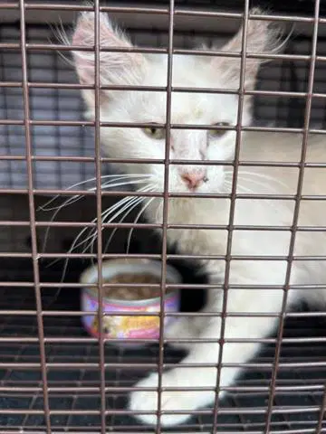 Lily - Domestic Short Hair