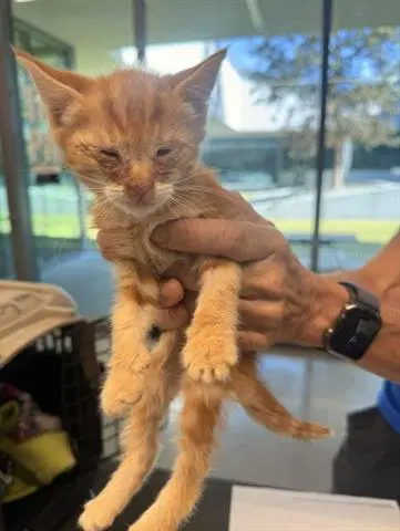 Buckley - Domestic Short Hair