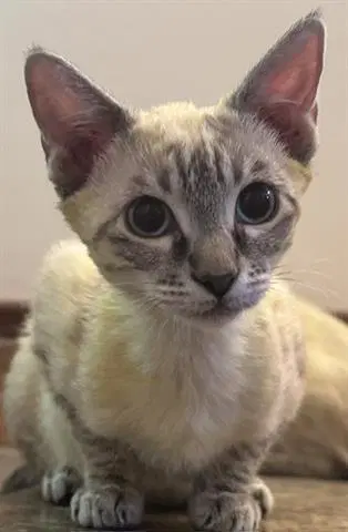 Sprite - Domestic Short Hair