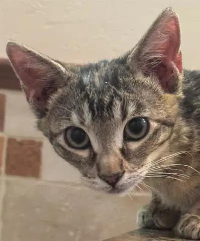 Mr Pibb - Domestic Short Hair