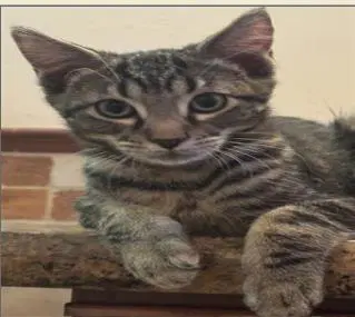 Mr Pibb - Domestic Short Hair