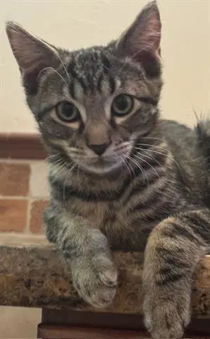 Pepper - Domestic Short Hair