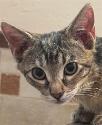 PEPPER