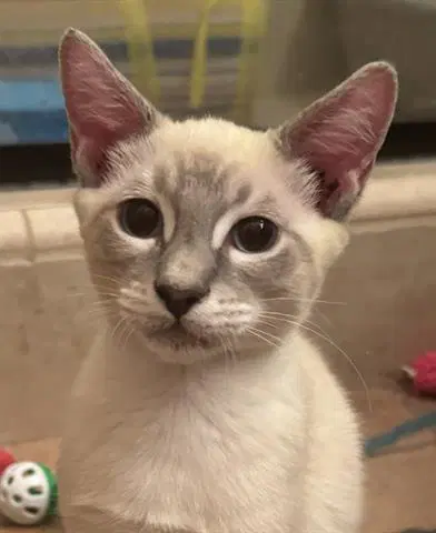Squirt - Domestic Short Hair