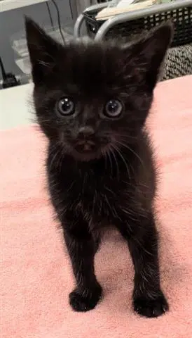 Maggie - Domestic Short Hair