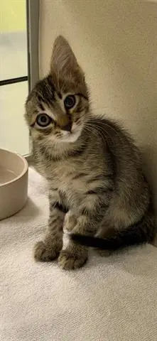 Van Gogh - Domestic Short Hair
