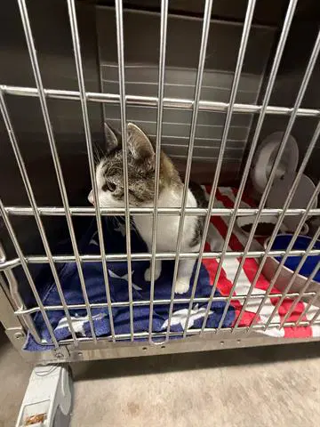 Nala - Domestic Short Hair