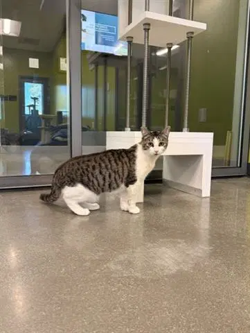 Nala - Domestic Short Hair