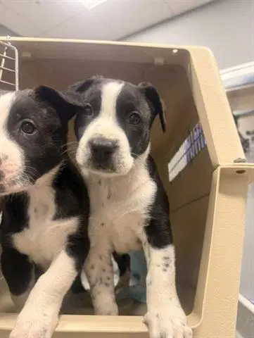 Petunia - Border Collie