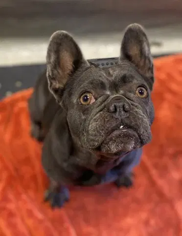 Carmen - French Bulldog
