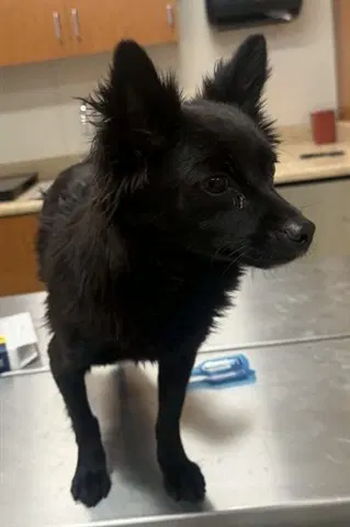 Kelsey - Chihuahua
