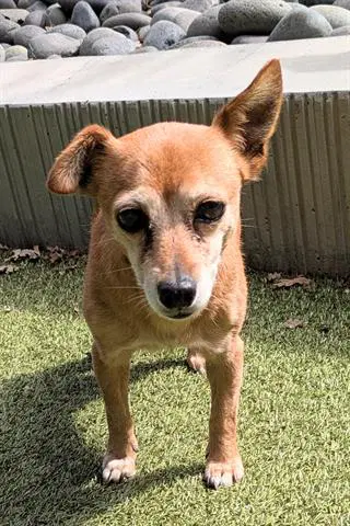 Luz - Chihuahua