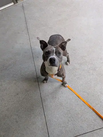 Sweet Pea - Pit Bull Terrier