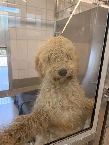 Sam - Poodle (Standard)