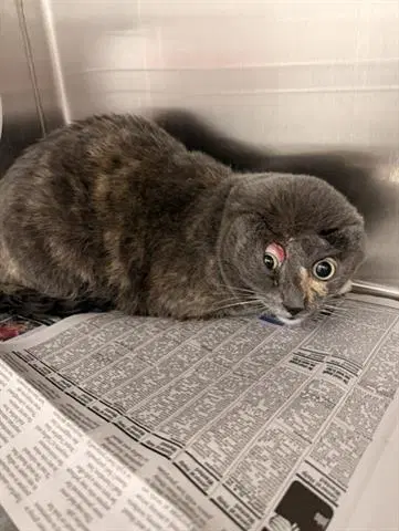 Tansy - Domestic Short Hair