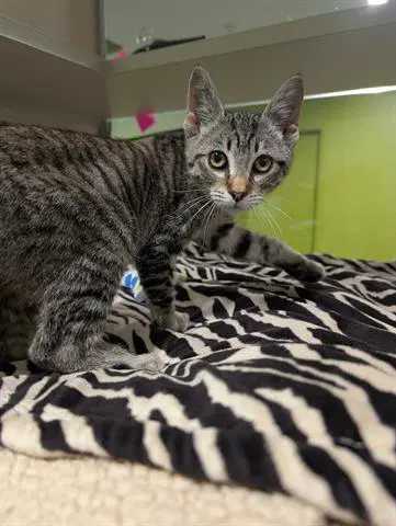 Barnaby - Domestic Short Hair