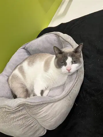 Delilah image 1