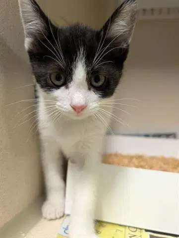 Marnie - Domestic Short Hair