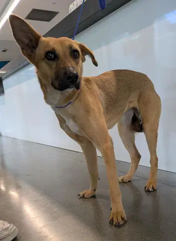 Tootsie - Black Mouth Cur