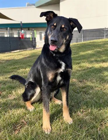 Maizey - German Shepherd Dog