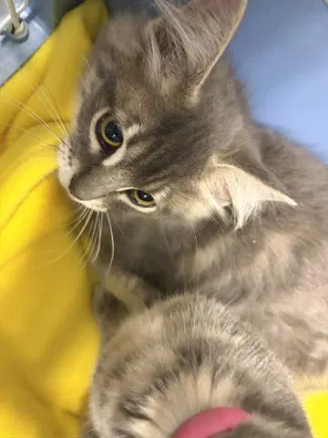 Barnaby - Domestic Long Hair