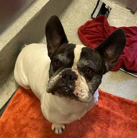 Dude - French Bulldog