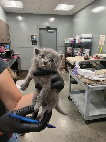 Grant - Domestic Short Hair