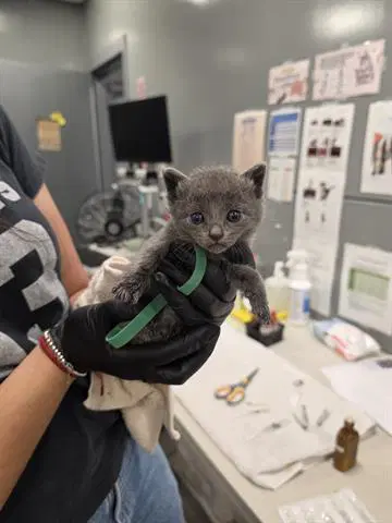 Gabriel - Domestic Short Hair