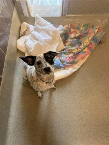 Myles - Australian Cattle Dog/Blue Heeler