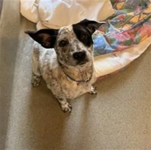 Myles - Australian Cattle Dog/Blue Heeler