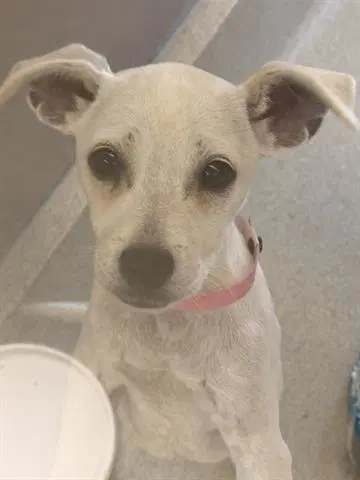 Gretchen - Australian Cattle Dog/Blue Heeler