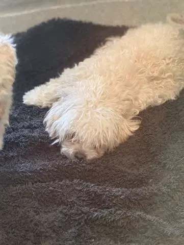 Quincy - Poodle (Miniature)