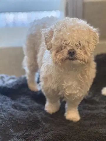 Dior - Poodle (Miniature)
