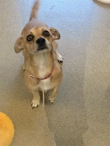 Vanessa - Chihuahua