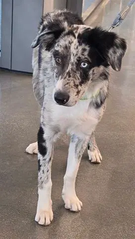 Indigo - Australian Shepherd