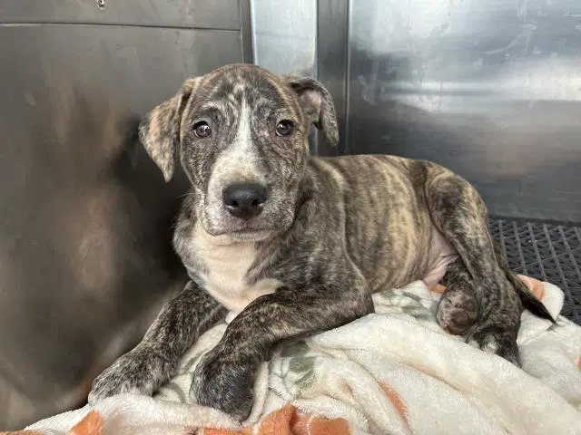 Seth - Pit Bull Terrier