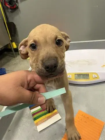 Todd - Pit Bull Terrier