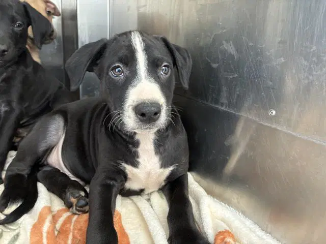 Edwin - Pit Bull Terrier