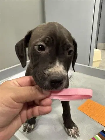 Maribel - Pit Bull Terrier
